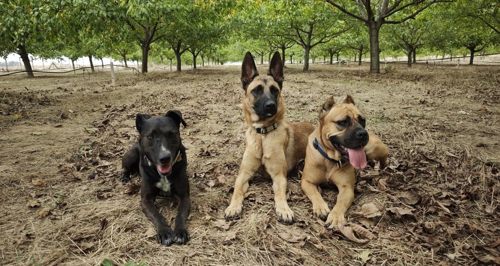 Vredna ekipa nakon teškog radnog dana na plantaži oraha
