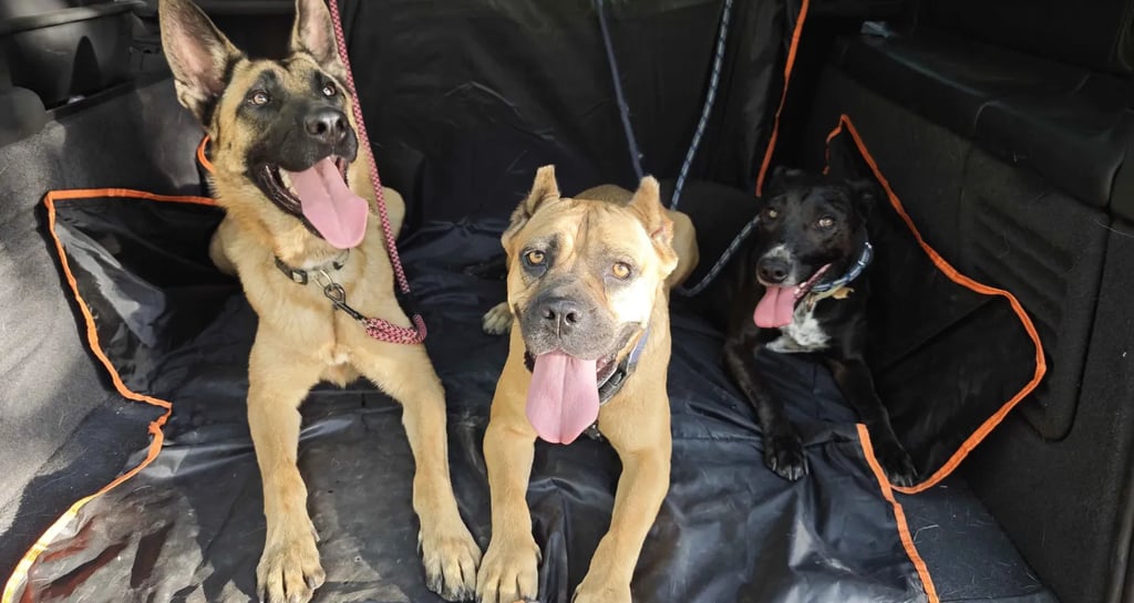 Naši pomoćnici na plantaži oraha