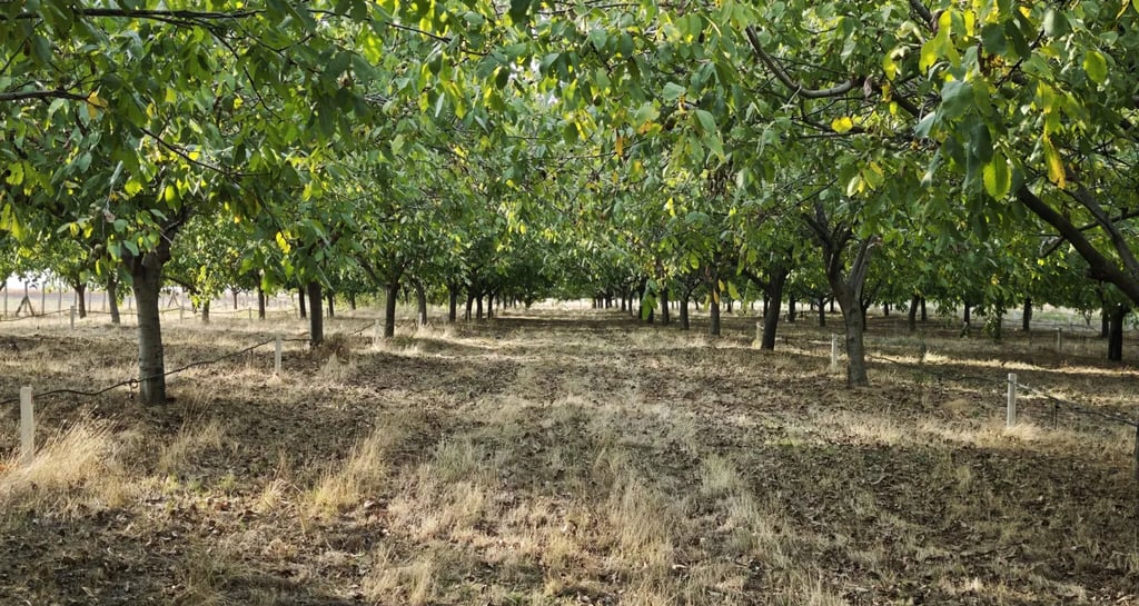 Plantaža oraha u selu Bajša u Vojvodini