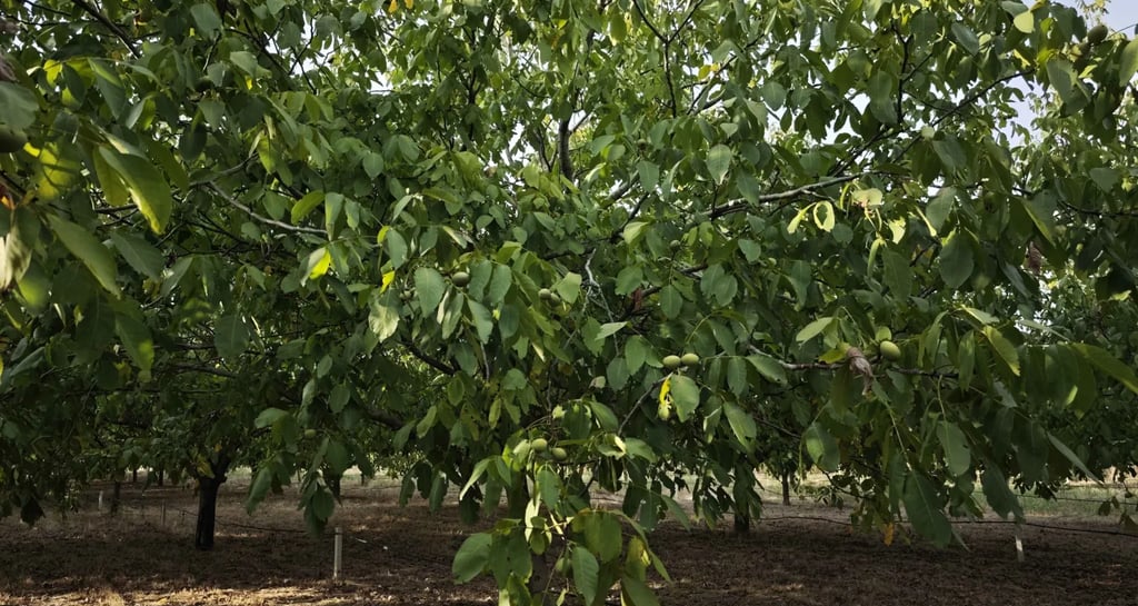 Drvo oraha u vojvođanskoj plantaži tokom leta