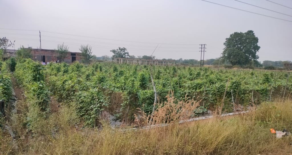 Vegetable cultivation