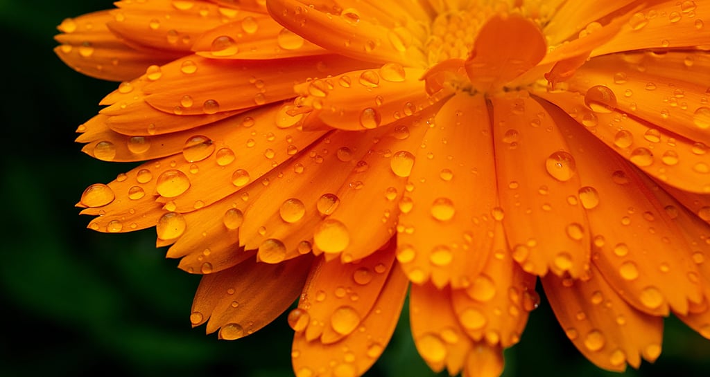 Calendula 'Fruit Twist'