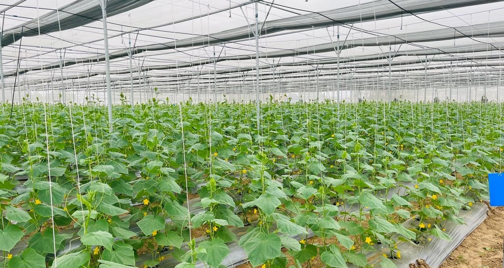 a large green plant growing in a large greenhouse - Hydrogreen Energy pvt ltd