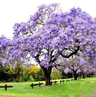 Paulownia en fleurs
