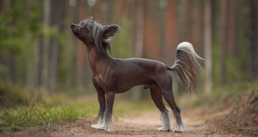 a dog with a long hair and a long tail