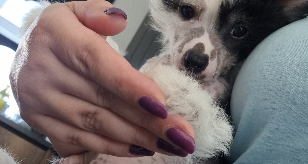 a dog is sitting on a person's lap and holding a stuffed animal