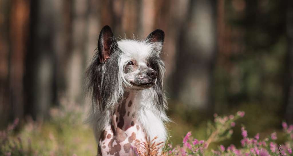 a dog sitting in the grass with a dog