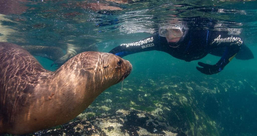 buceo con lobos marinos