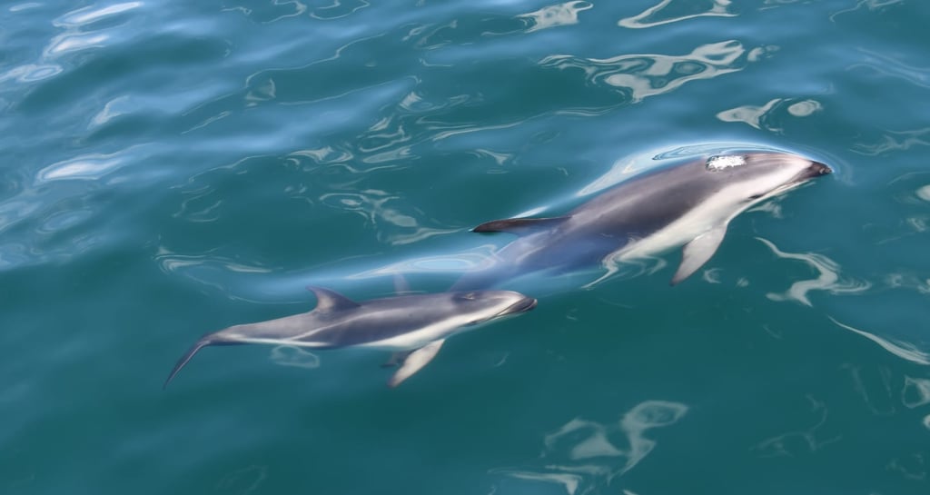 avistaje de delfines