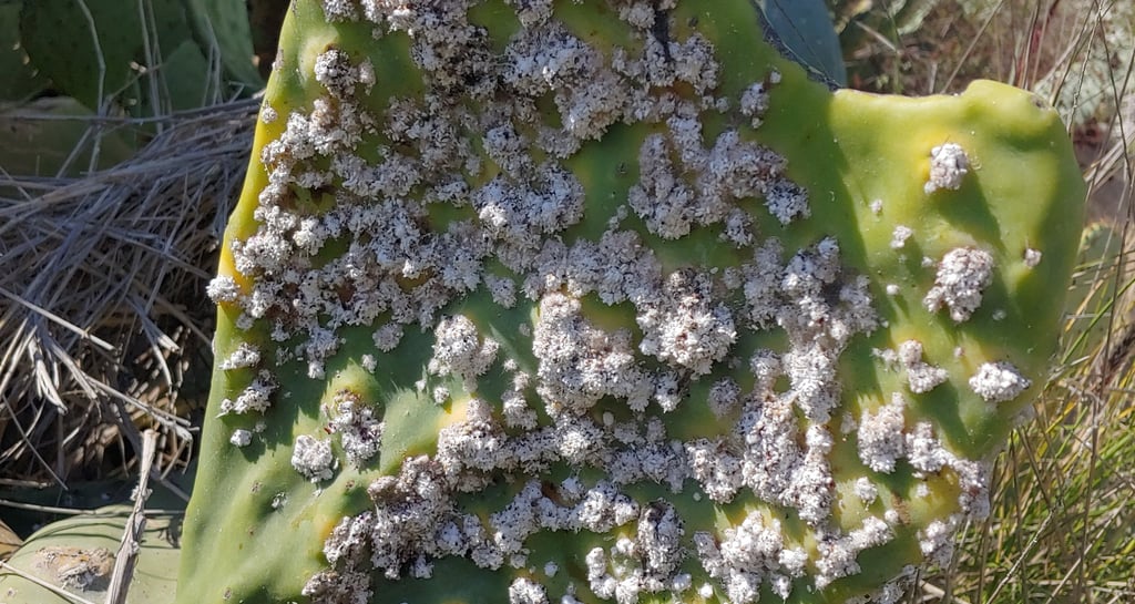 Wild cochineal.
