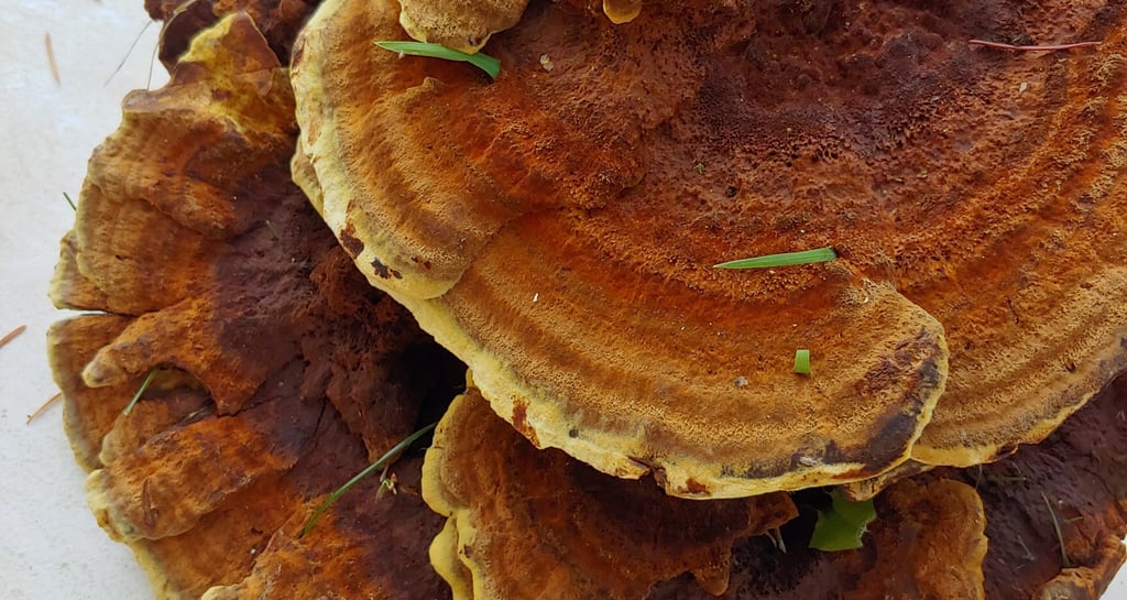 Phaeolus schweinitzii also known as Dyers Polypore