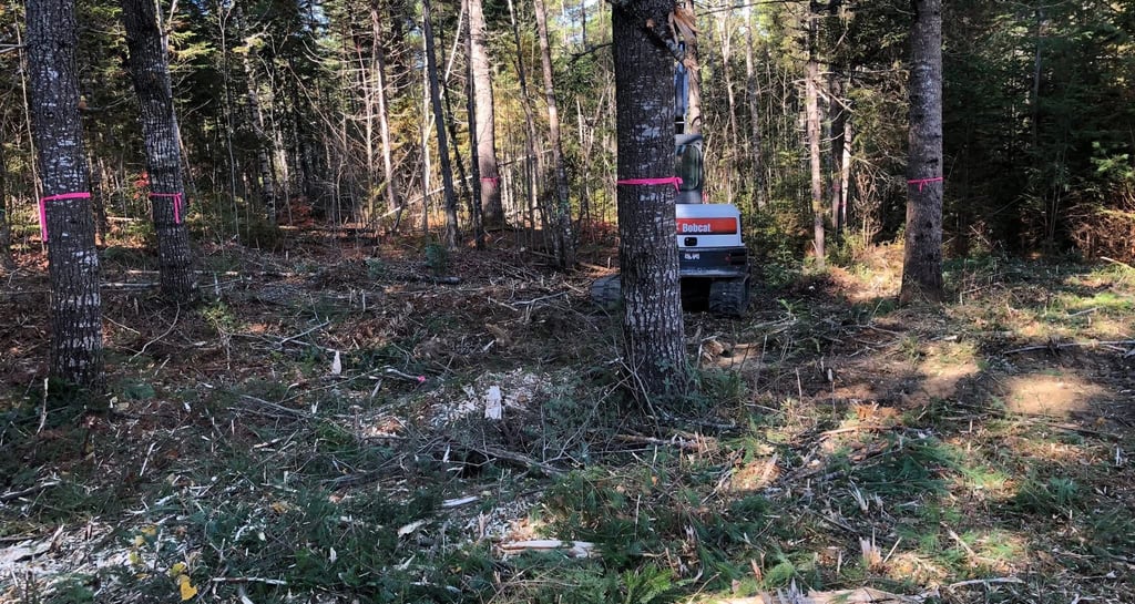 Bobcat excavator clearing brush and small trees in a dense forest during land clearing.