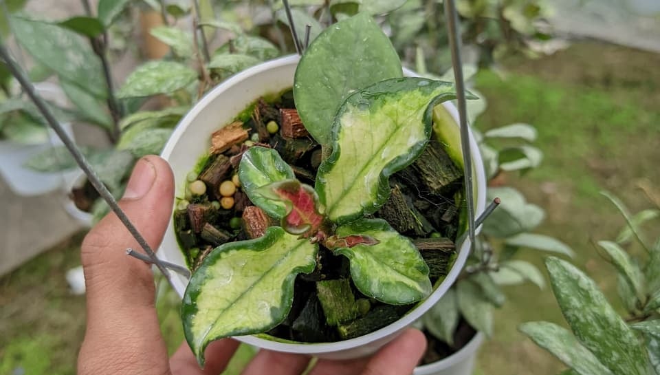 Hoya carnosa Freckless Variegated with speckled cream-green variegation