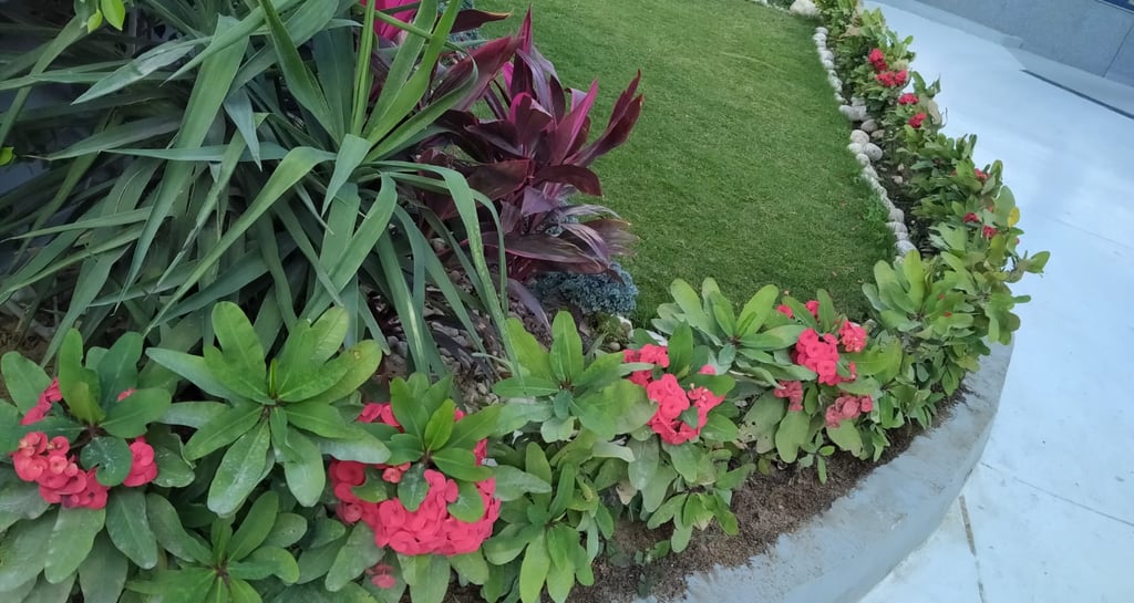 newgreentouch Landscaping plants for outdoor in egypt