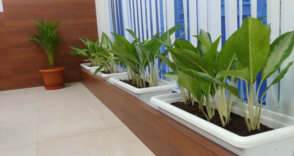 indoor garden setup