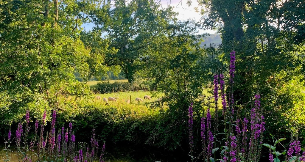 Spring flowers and views across the Monmouthshire and Brecon canal to the Brecon Beacons, South Wales