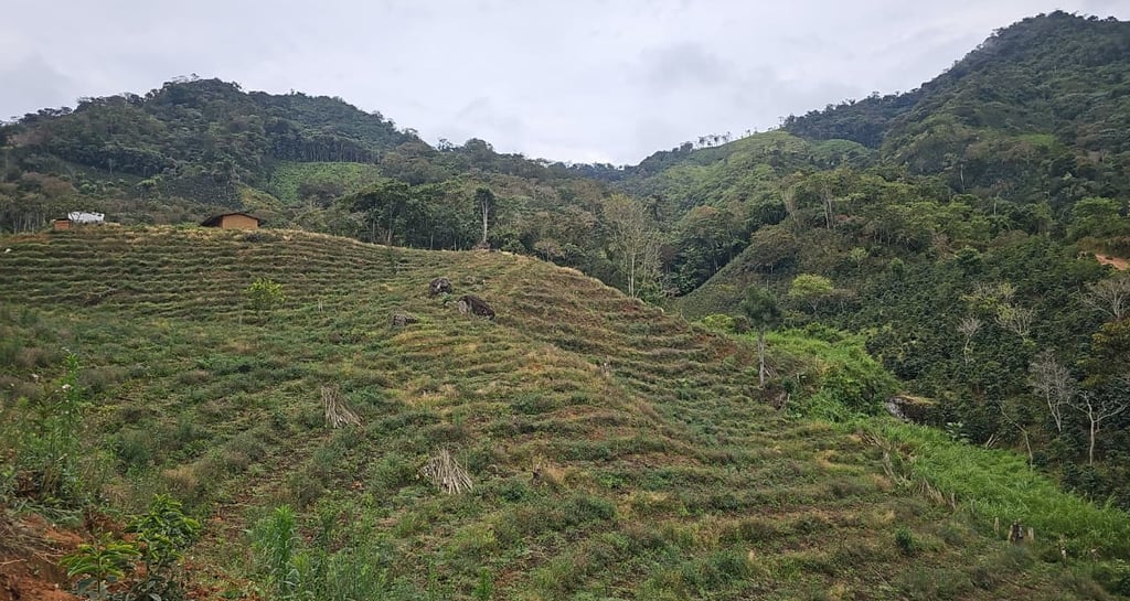 Cultivo café de variedad Geisha en etapa de crecimiento aplicando Agricultura Regeneratíva