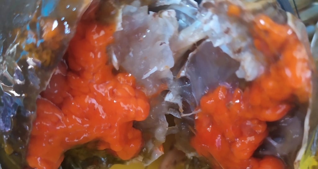 kepiting telur, kepiting telur untuk export