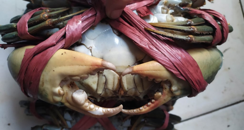 kepiting bakau. kepiting laut