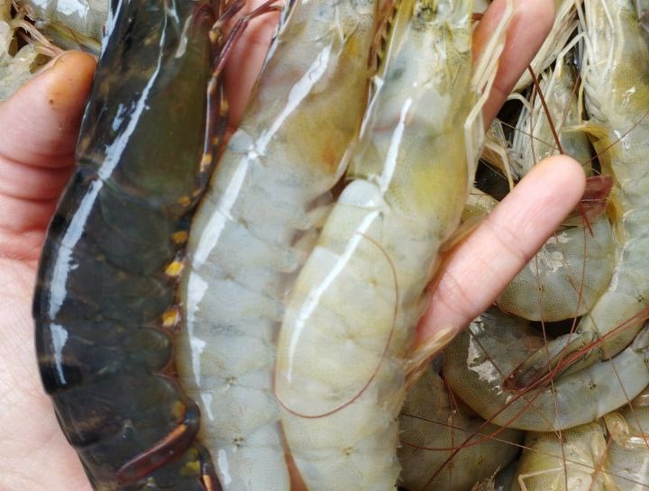udang segar, udang tambak, udang vanamie