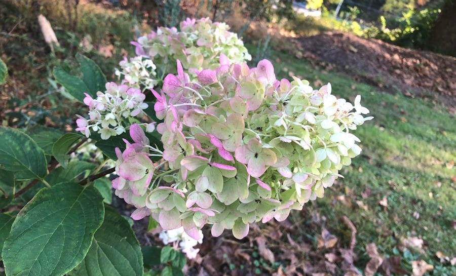 Hydrangea bloom with white and pink coloration