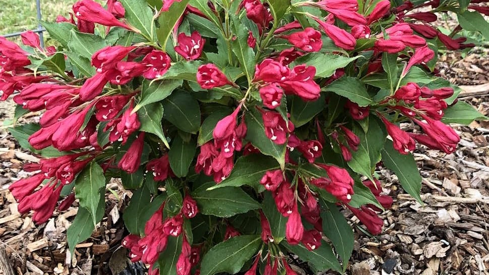Bright red trumpet shaped flowers on a shrub with green leaves