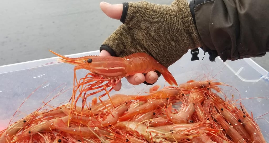 A person wearing a fishing glove holds a fresh spot prawn over a bin of harvested shrimp.