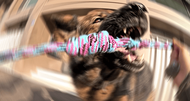 dynamic photo of a German Shepherd biting a large knot