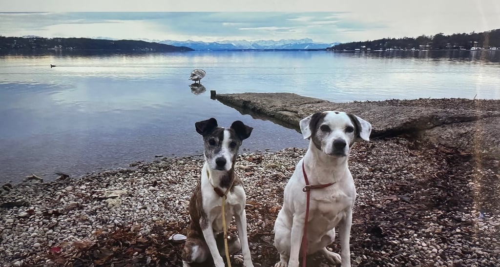 two dogs sitting on a rocky beach