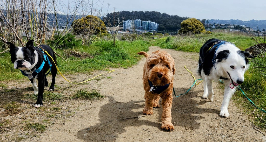Three dogs are walking towards the camera on a wide hiking trail