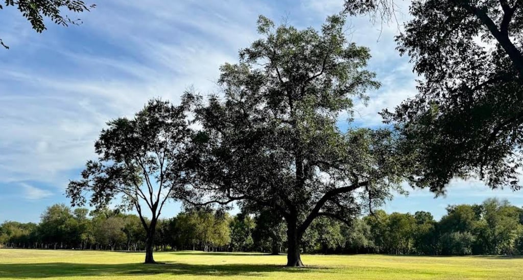 Park Like Setting with Mature Oak Trees