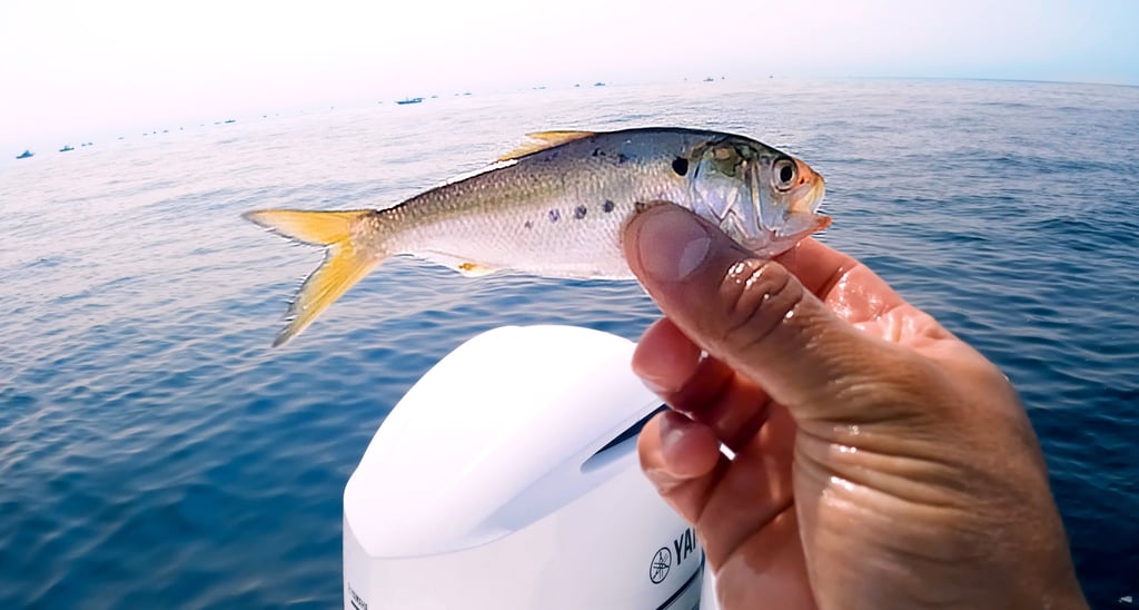 Offshore Peanut Bunker