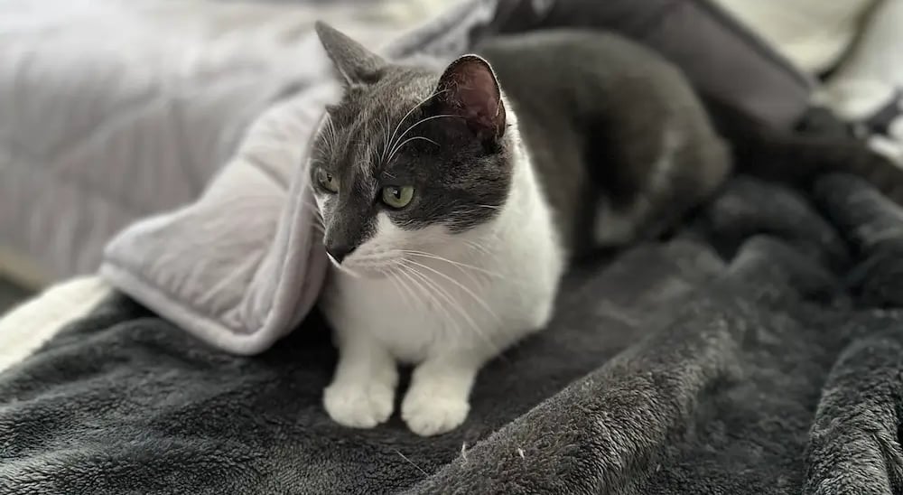 Un magnifique chat gris et blanc allongé sur le canapé, enroulé dans un plaid cocooning