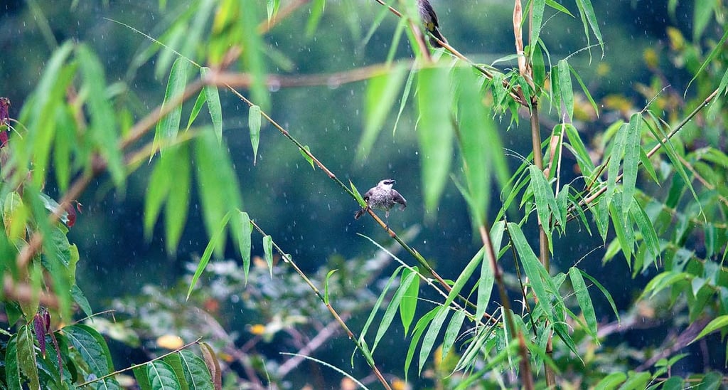 Дождь на бамбуке и птица у пляжа Bai Thom
