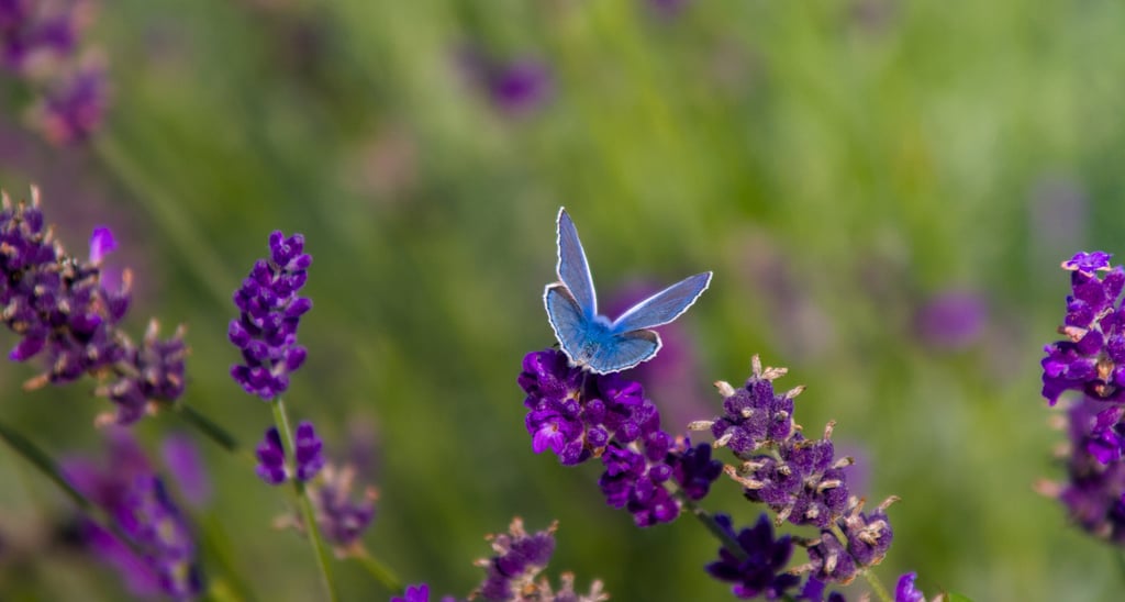 Ein blauer Schmetterling auf Lavendelblüten