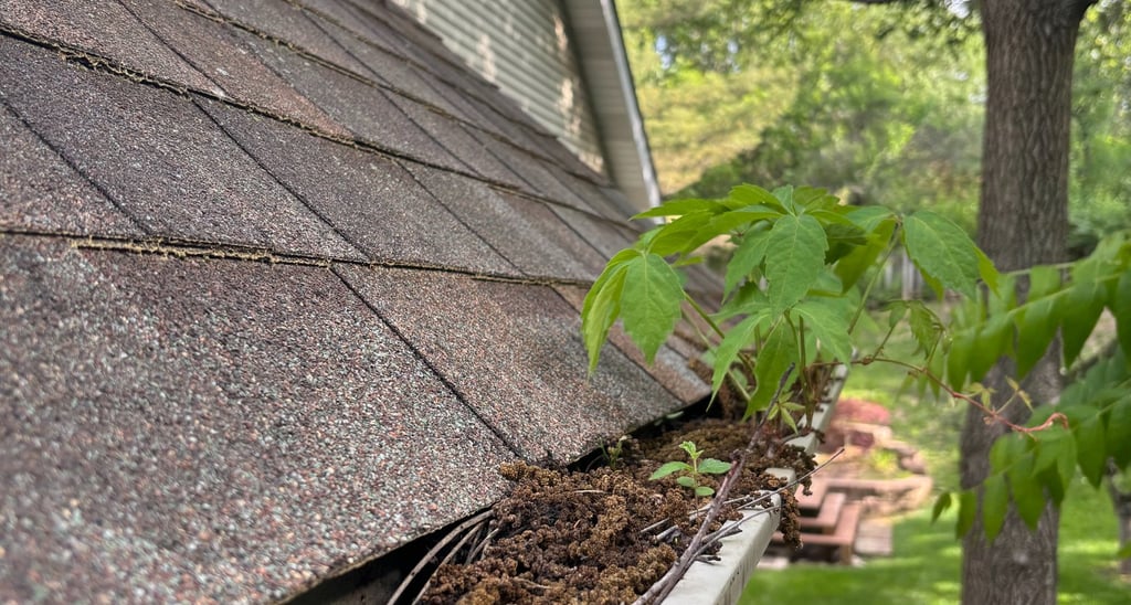 gutter before cleaning