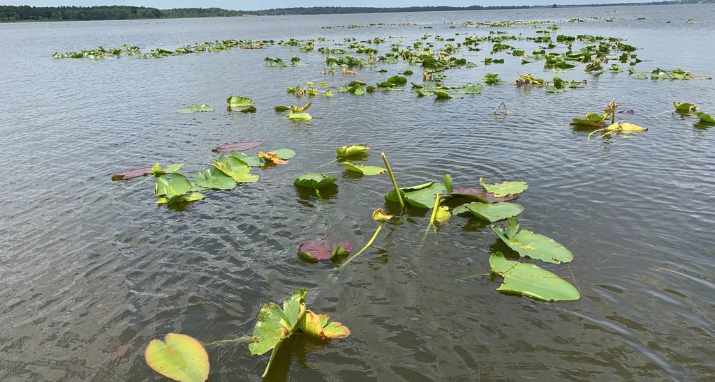 A patch of Spadderdock Lilypads commonly called "Cow lilies" in many lakes and streams. 