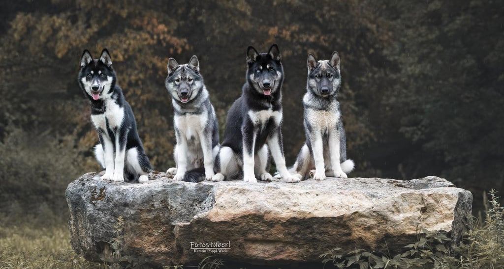 4 Huskyrüden posieren auf einem Jurastein.