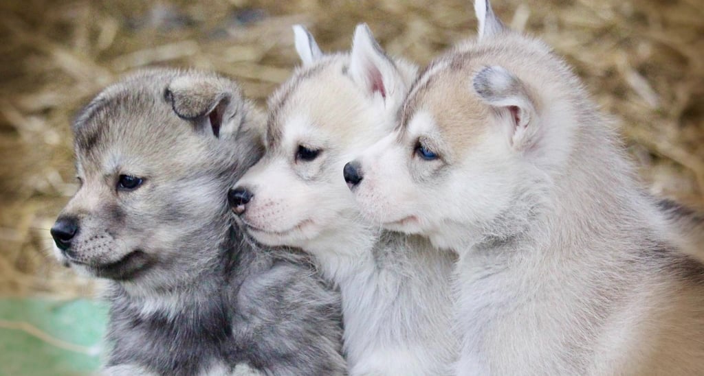 3 süße Huskywelpen blicken in eine Richtung.