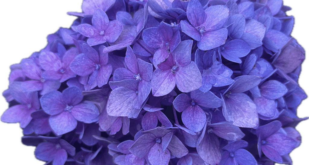 bright purple hydrangea fine art photography chicago