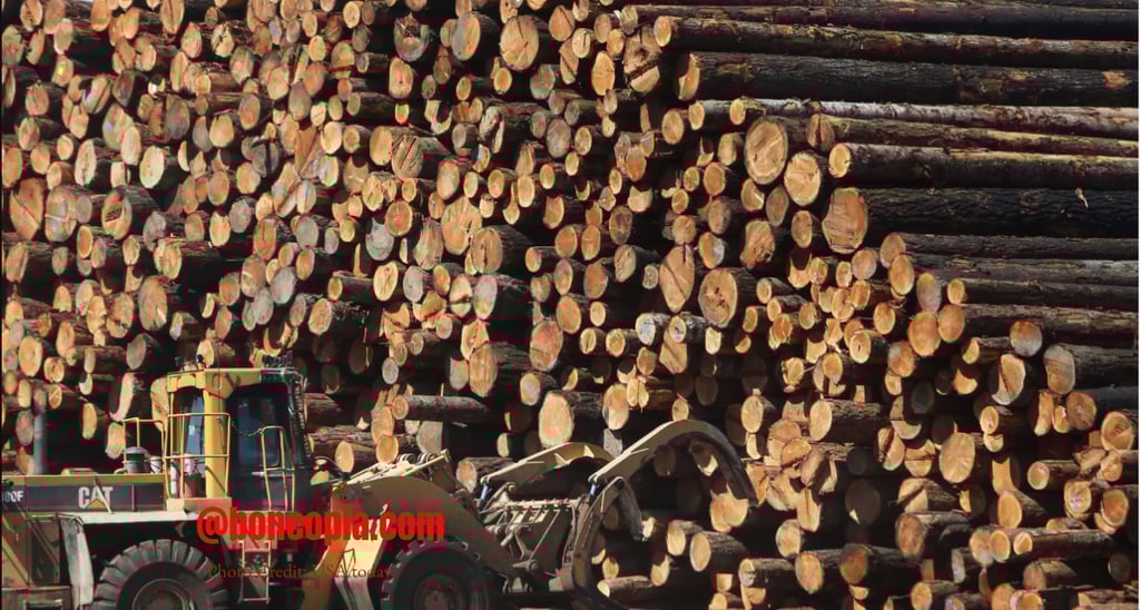 Trump’s Timber Tango: Logging Our Way to Economic Growth or Environmental Doom?