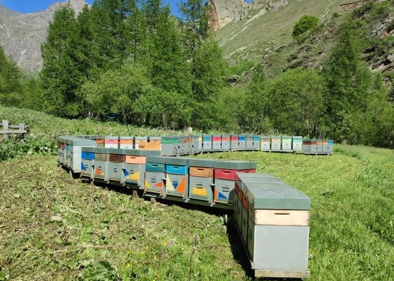 Apiario della Mieleria Garnero nel vallone di Bellino a Sant'Anna in estate