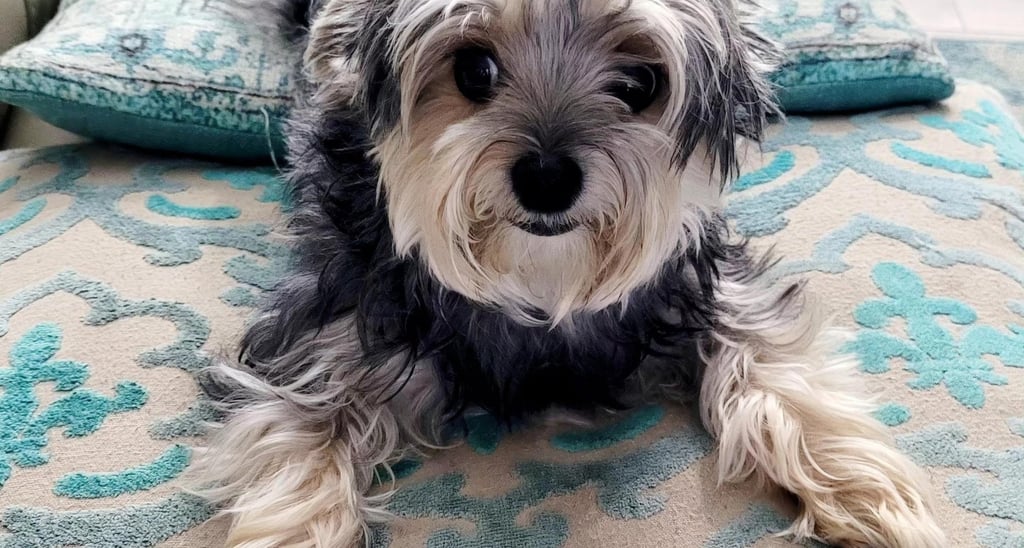 a dog sitting on a couch with a happy puppy