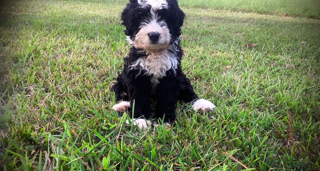 Geof the Bernedoodle puppy 