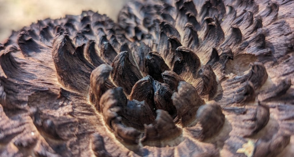 Close zoom of the top of a scale hedgehog mushroom