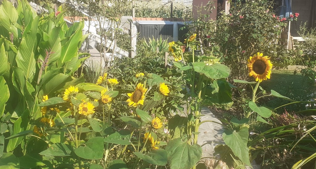 Градината на клиент в Куртово Конаре с разцъфнали слънчогледи, поддържана от Hedgie Wilder.