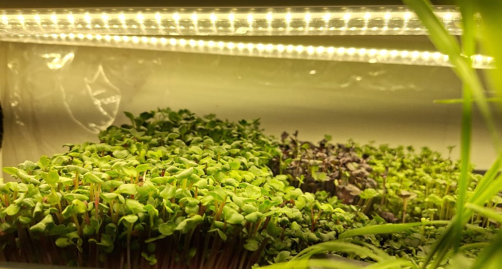 Fresh organic microgreens growing in trays under bright LED hydroponic grow lights.