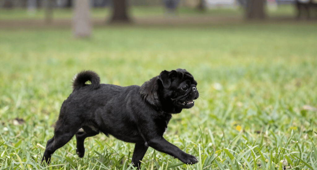 a dog standing on grass