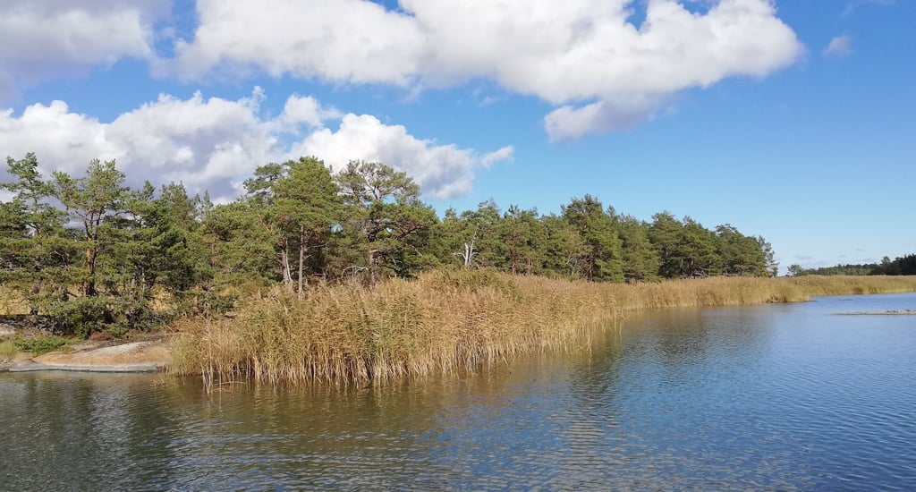 a lake in sweden, there are islands and fir trees. fish for pike in sweden.
