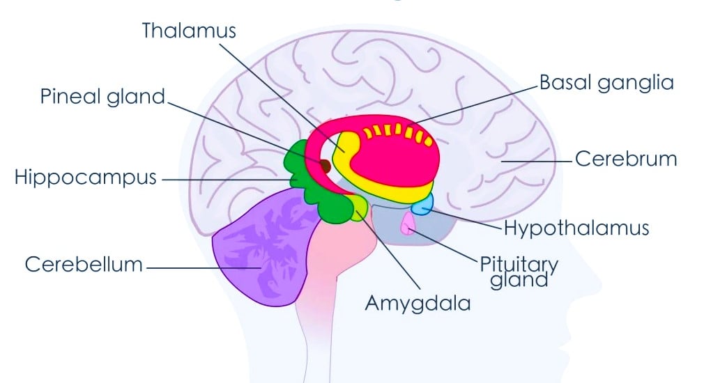 amygdala
